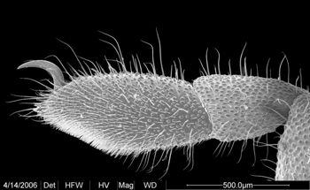 Media type: image;   Invertebrate Zoology 133769